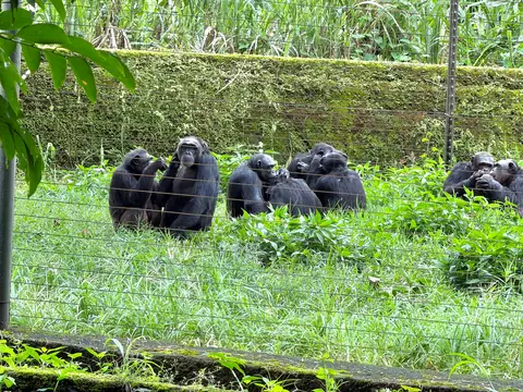 Groupe de chimpanzés assis dans l'herbe au centre de Limbé