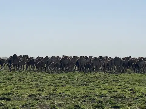 Troupeau de dromadaires au nord du parc de Waza