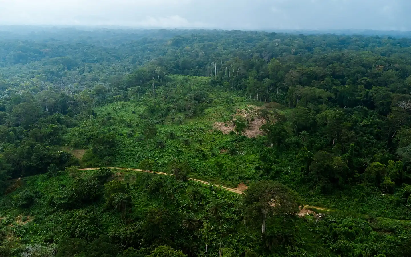 Vue aérienne de la forêt tropicale à Bodiman, près de Yabassi
