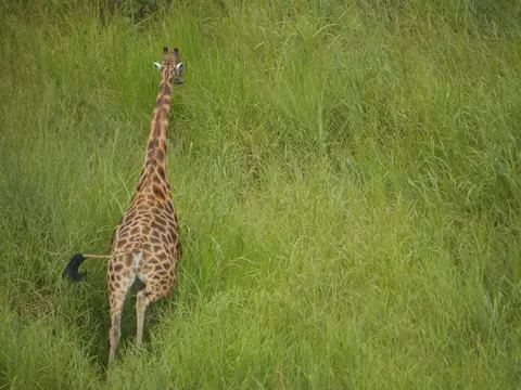 Girafe du Kordofan dans les hautes herbes