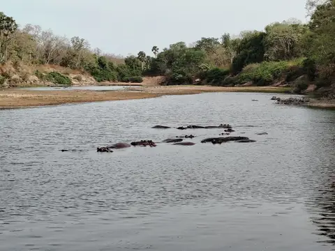 Hippopotames dans la rivière, parc de la Bénoué