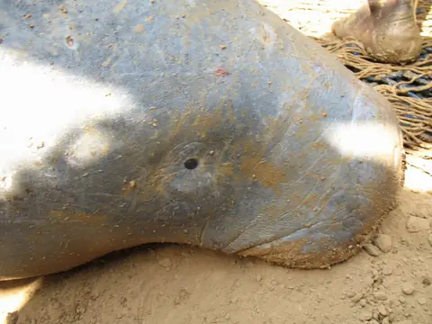 Lamantin d'Afrique