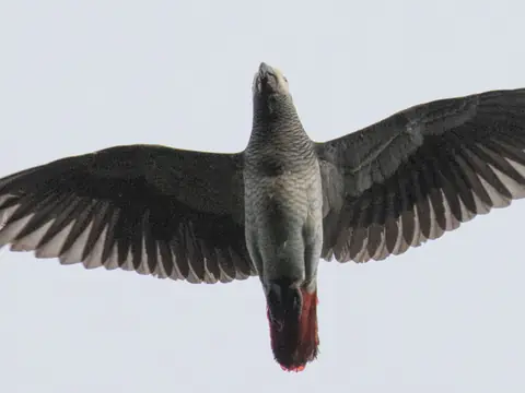 Perroquet gris en vol, queue rouge déployée