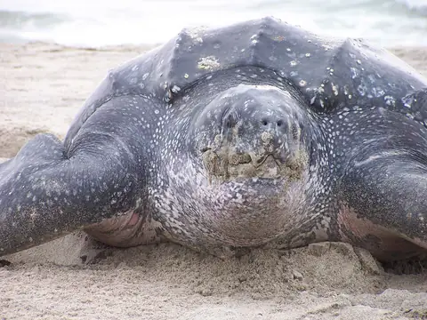 Tête d'une tortue luth sur le sable